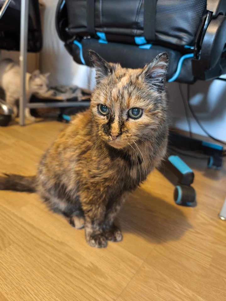 Chat