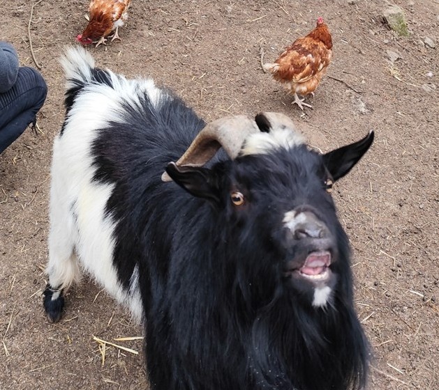 Elvis