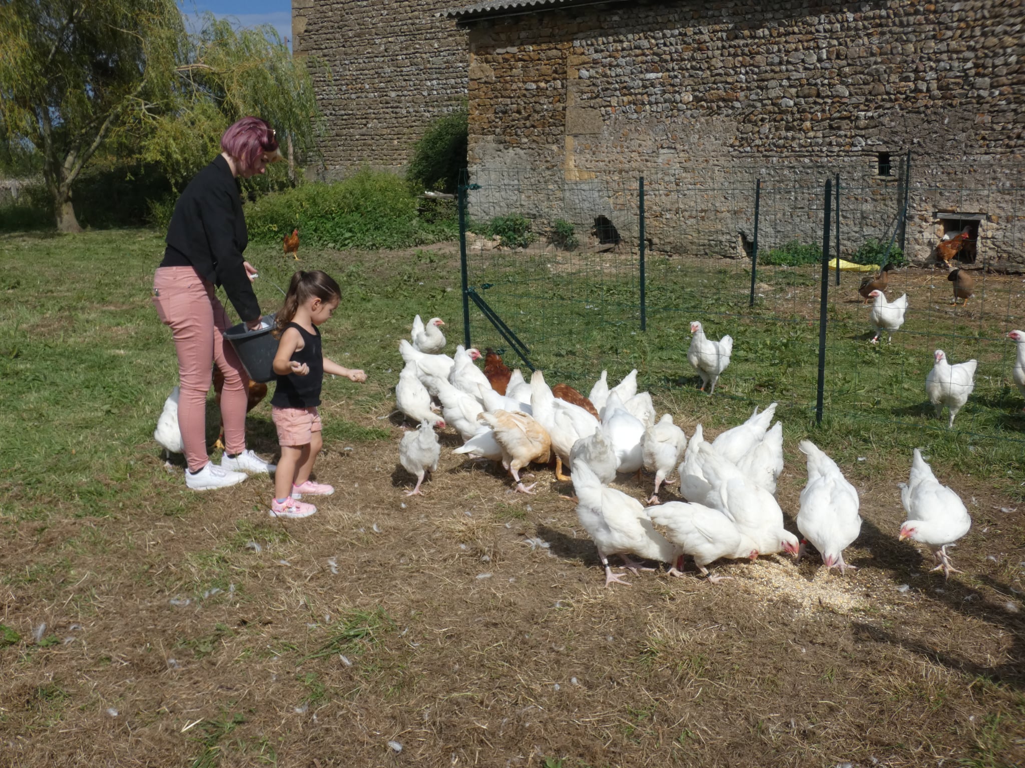 cochon poules