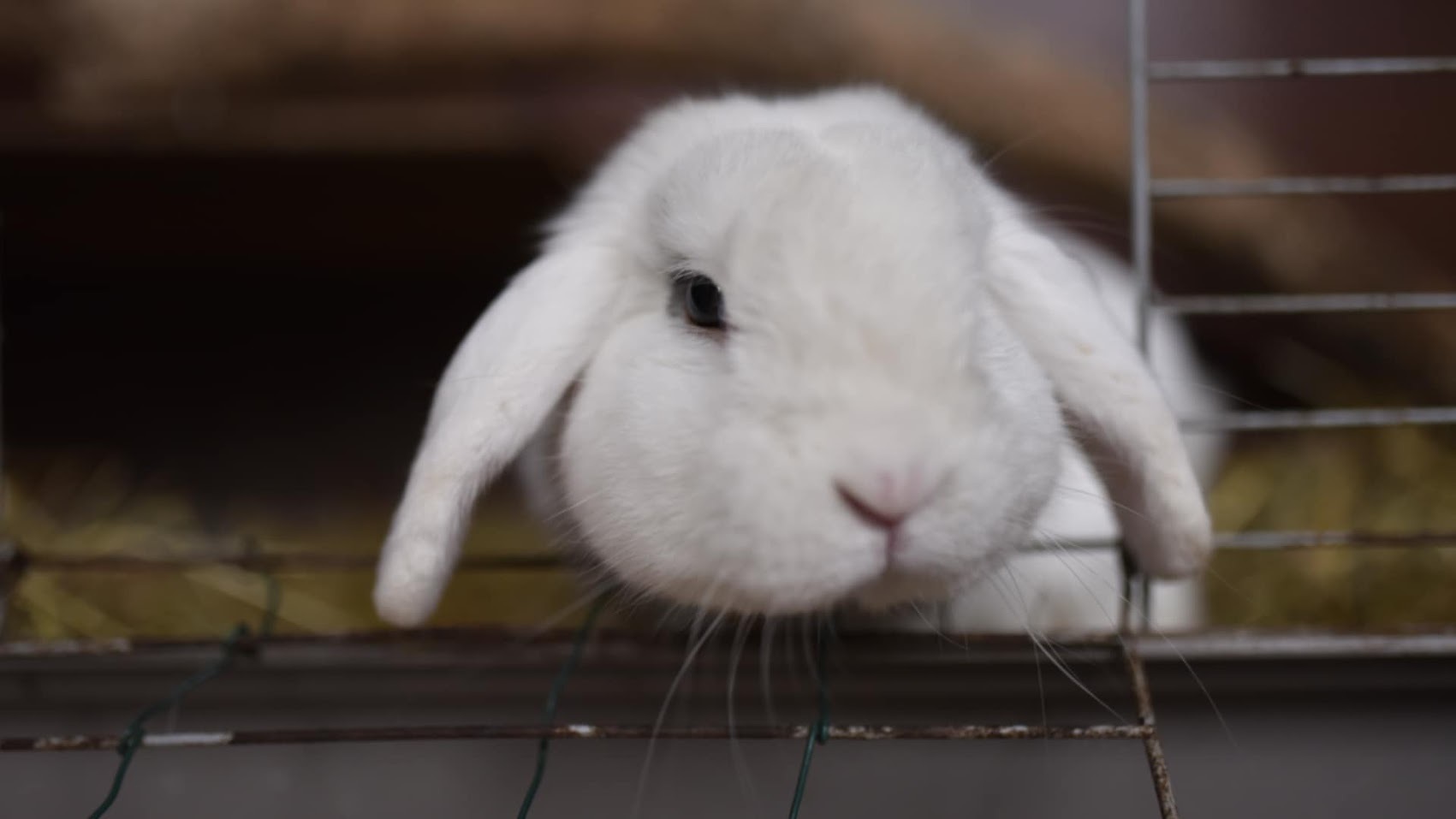 Lapin Adopt