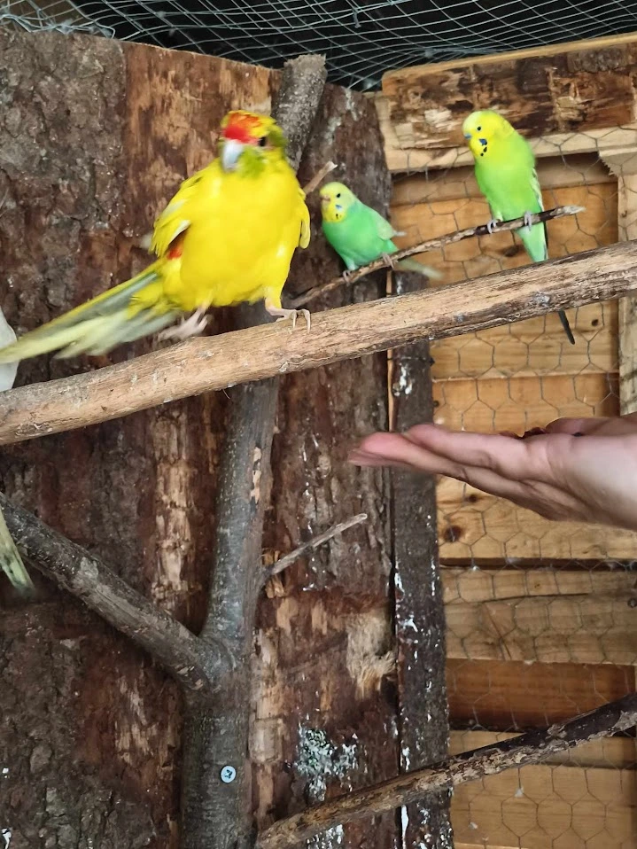 Oiseaux SFPA
