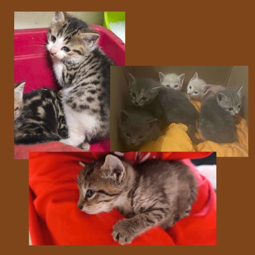 Chatons