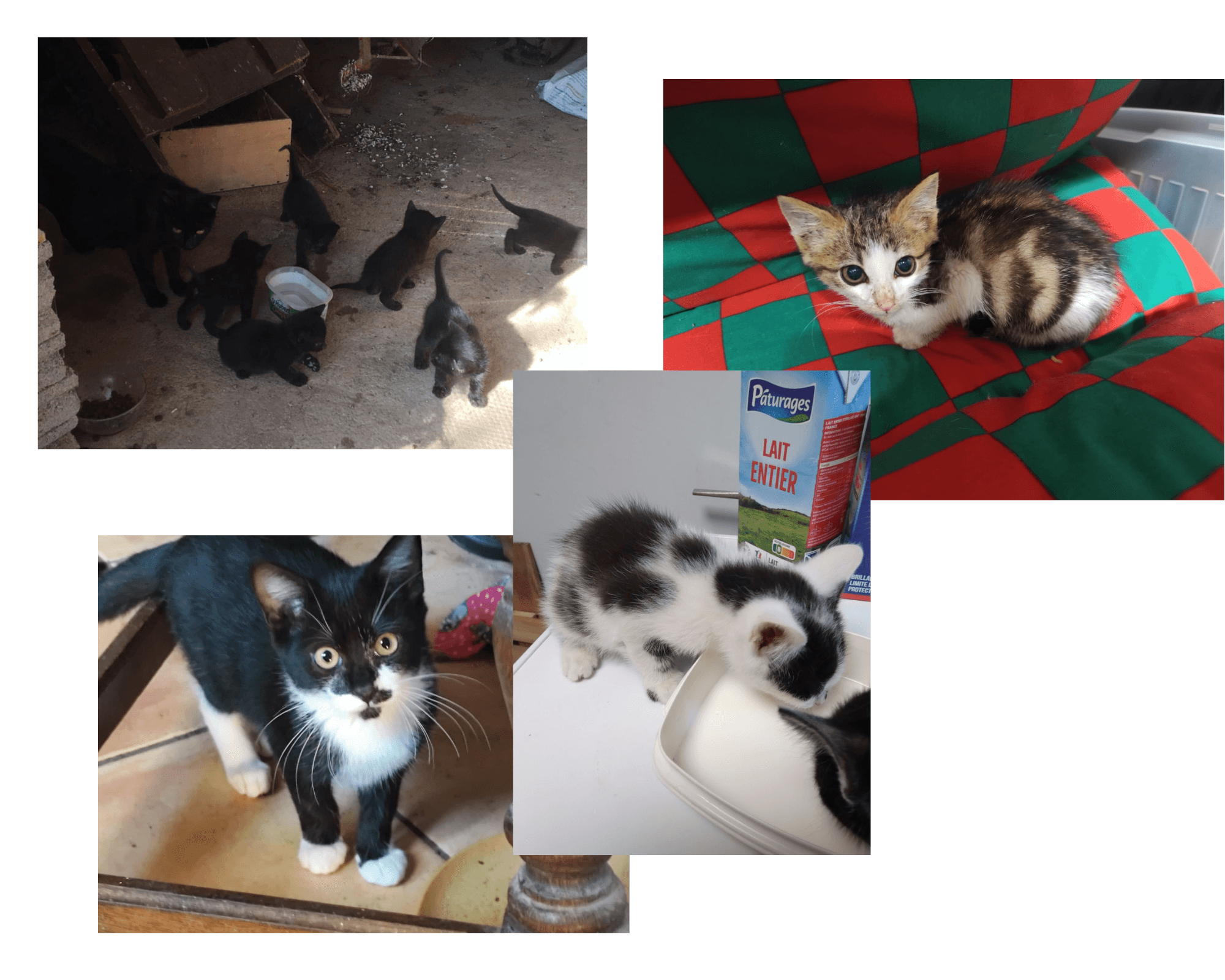 Chatons