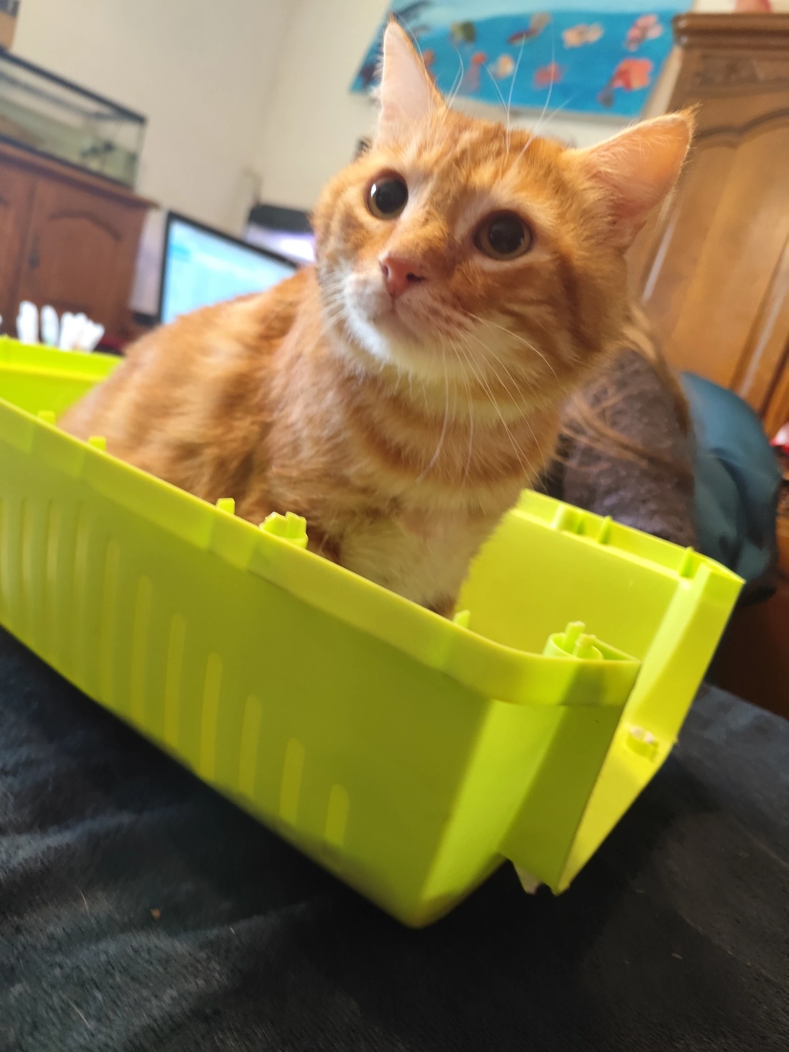 Garfield